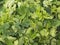 Close up of Fresh Organic Moringa Leaves