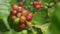 Close up fresh organic red raw and ripe coffee cherry beans on t