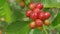 Close up fresh organic red raw and ripe coffee cherry beans on t