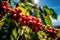 Close up fresh organic red raw and ripe coffee cherry beans on tree plantation