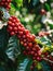 Close up fresh organic red raw and ripe coffee cherry beans on tree plantation