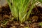 Close-up of fresh organic scallions.