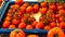 Close up of fresh organic tomatos at outdoor market