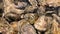 Close-up of fresh oysters in an aquarium with clear water. Live seafood before cooking. Shellfish for cooking. Family of