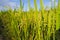 Close up fresh paddy rice field, Lush green beautiful background in CHIANGMAI, THAILAND