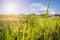 Close up fresh paddy rice field, Lush green sunlight and flare beautiful relax landscape background. in CHIANGMAI, THAILAND