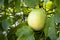 Close-up fresh passion fruit plant. Raw passion fruit with leaves background