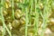 Close up of fresh peas sprouts closeup. Microgreens.