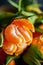 A close-up of a fresh peeled juicy clementine with green leaves