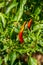 Close-up of fresh peppers grown in an agricultural estate