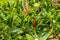 Close-up of fresh peppers grown in an agricultural estate