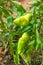 Close-up of fresh peppers grown in an agricultural estate