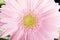 Close up on fresh pink gerbera flower.