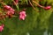 Close-up of fresh pink oleander flowers