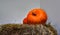 Close up of Fresh pumpkin on haystack. Halloween