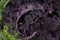 Close Up of Fresh Purple Kale Leaves