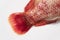 close up fresh raw fish,Red tilapia,Nile tiapia & x28;Oreochromis niloticus-mossambicus