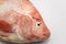 close up fresh raw fish,Red tilapia,Nile tiapia & x28;Oreochromis niloticus-mossambicus