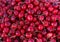 Close up of fresh red cherries. Pile of cherries with stalks. Ripe cherries background