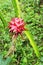 Close up of Fresh red dragon fruit backgrounds