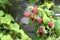 Close-up of fresh ripe first raspberries in the garden.