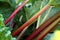 Close up of fresh ripe rhubarb growing in the garden