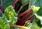 Close up of fresh ripe rhubarb growing in the garden