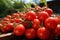 Close up of fresh ripe and tasty cherry tomatoes on a branch