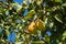 Close up of fresh ripe yellow pears pyrus communis hanging in pear tree with leaves. European Pear in orchard