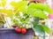 Close up fresh ripe young strawberries growing on tree in black plastic pot