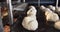 Close up of fresh rolls in row with seeds on bakery sheet in slow motion