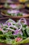 Close up of fresh salad bowl with lettuce, red onion, radish and borage flowers