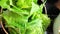 Close-Up of Fresh Salad Leaves: Vibrant Green. Vertical Video.