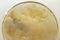 Close-up fresh scoby symbiotic culture of bacteria and yeast kombucha image