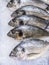 Close Up of fresh sea bream in a supermarket refrigerated display case. Seafood