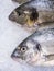 Close Up of fresh sea bream in a supermarket refrigerated display case. Seafood