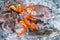 Close Up of Fresh Sea Fishes and Shrimps Lying on Crushed Ice.