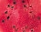 Close-up of fresh slices of red watermelon on white background. It has a clipping path. a juicy cut of watermelon