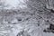 Close up of fresh snow coating tree branches