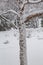 Close up of fresh snow coating tree trunk and branches