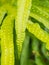 Close up fresh sporangium of Wart Fern (Microsorum scolopendria)