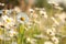 close up of fresh spring daisies growing on a meadow backlit by the rising sun may poland daisy on the meadow on a spring morning