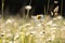 close up of fresh spring daisies growing on a meadow backlit by the rising sun may poland daisy on the meadow on a spring morning