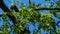 Close-up of fresh spring green leaves Hovenia dulcis, known as Japanese or Oriental Raisin tree in Arboretum Park