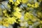 close up of fresh spring green maple leaves in the forest lit morning sun may poland lush springtime foliage on a tree branch