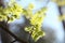 close up of fresh spring green rowan berry leaves in the forest lit morning sun may poland lush springtime foliage on a tree