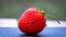 Close up of fresh strawberry showing seeds achenes. Details of a fresh ripe red strawberry