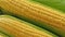 Close up of fresh sweet corn on the cob. Rotating background of sweet corn kernels