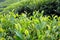 Close up fresh tea leaves in the morning