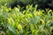 Close up fresh tea leaves in the morning